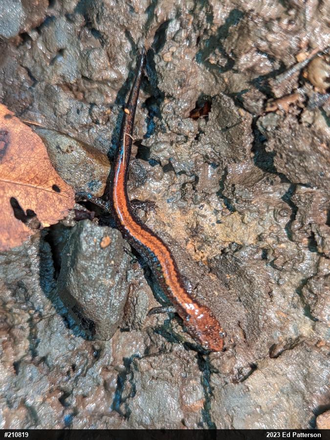 Eastern Red-backed  Salamander