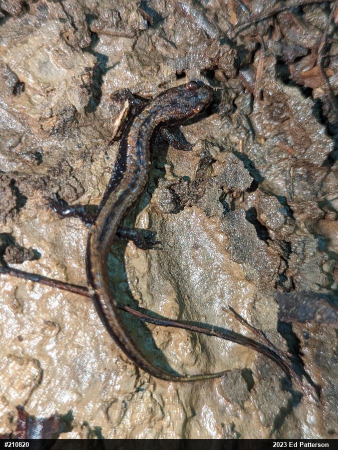 Allegheny Mountain Dusky Salamander