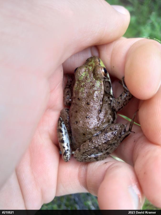 Green Frog