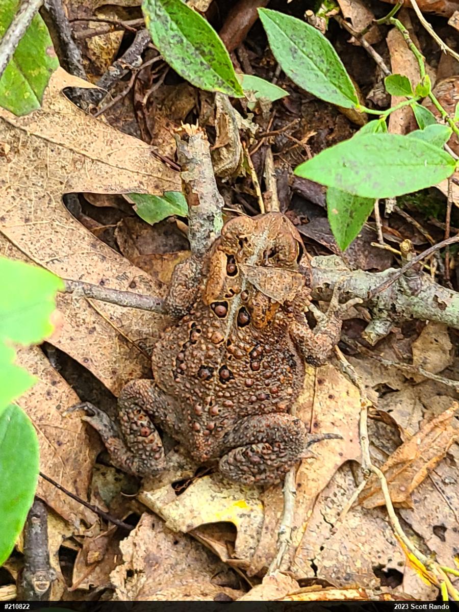 Eastern American Toad
