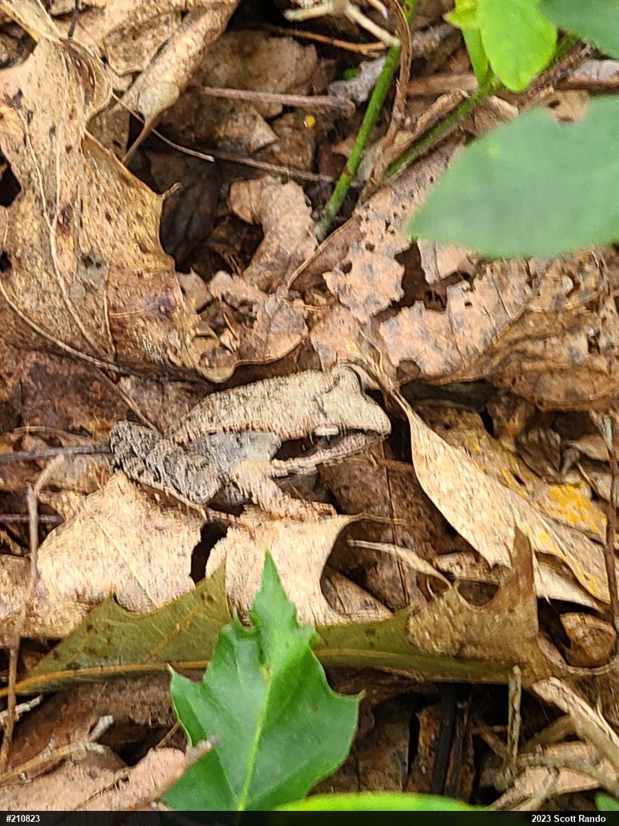 Wood Frog