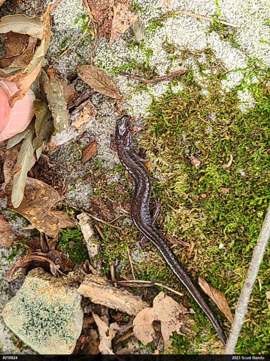 Eastern Red-backed  Salamander