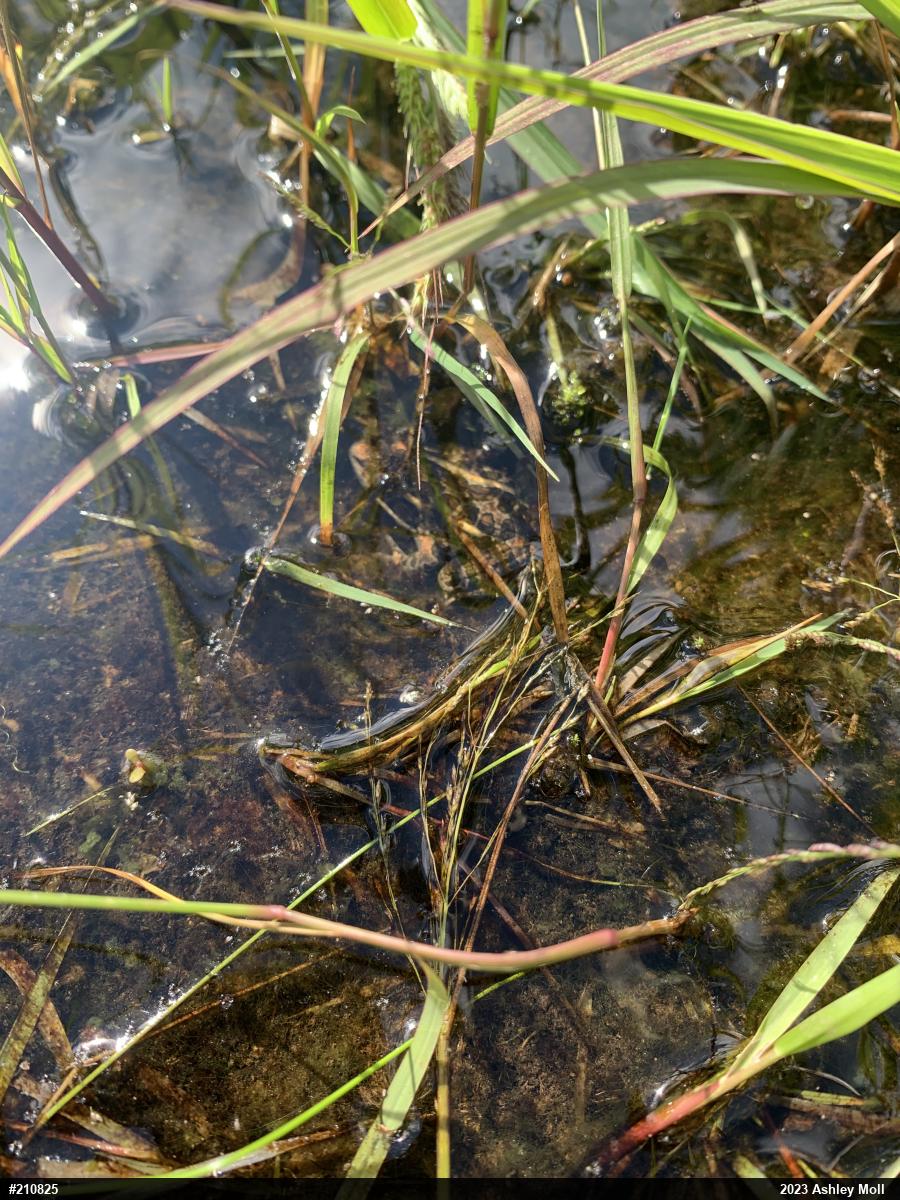 Pickerel Frog