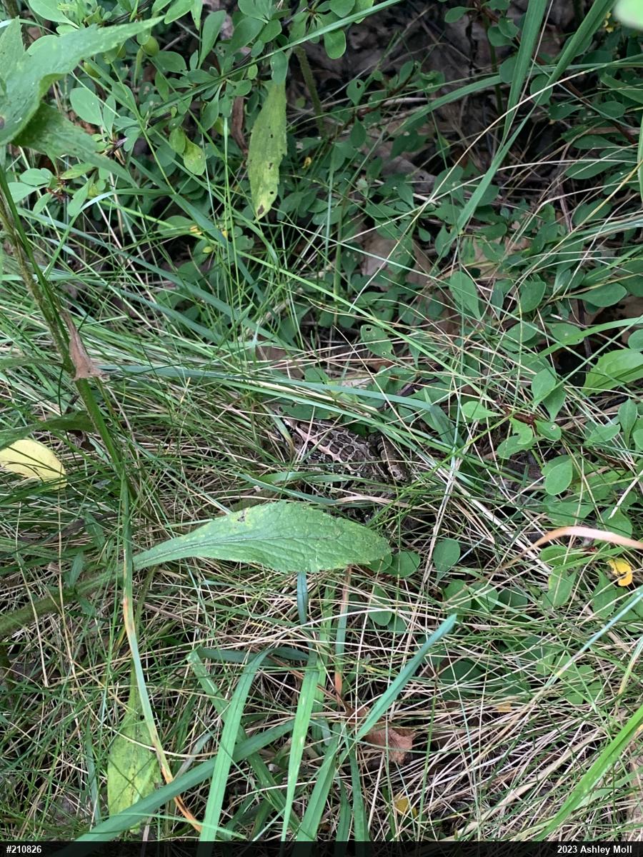 Pickerel Frog