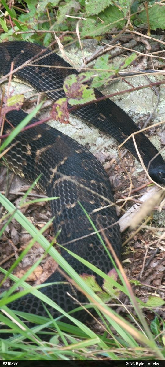 Timber Rattlesnake