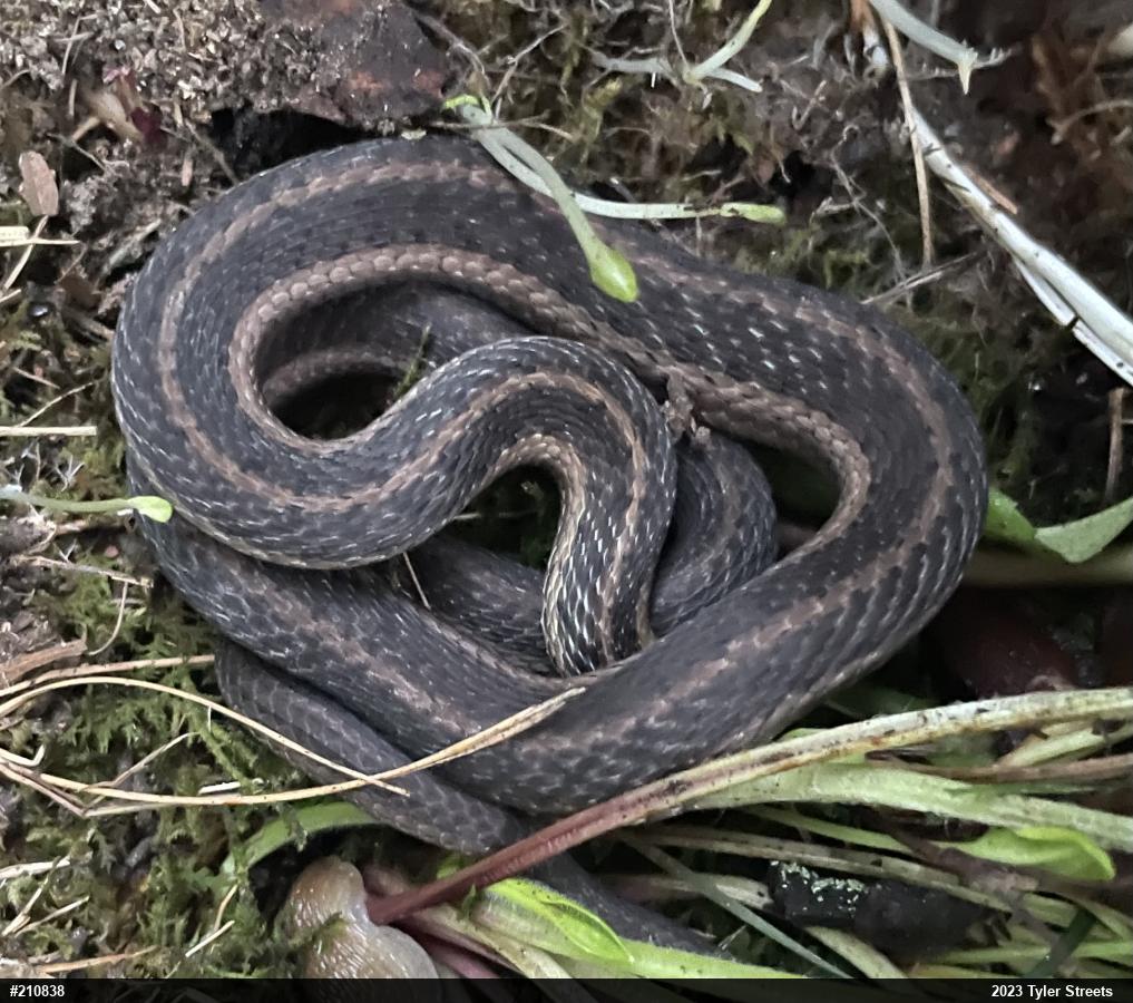 Eastern Gartersnake