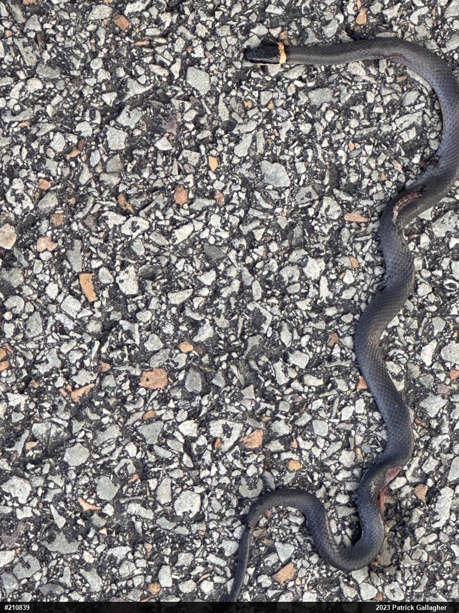 Northern Ring-necked Snake