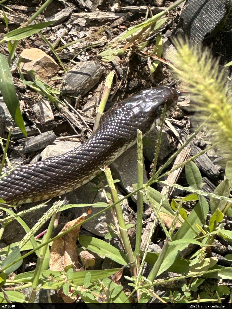 Eastern Ratsnake