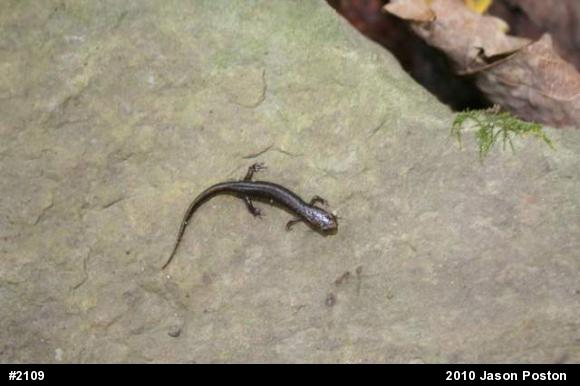 Allegheny Mountain Dusky Salamander