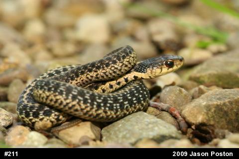 Eastern Gartersnake