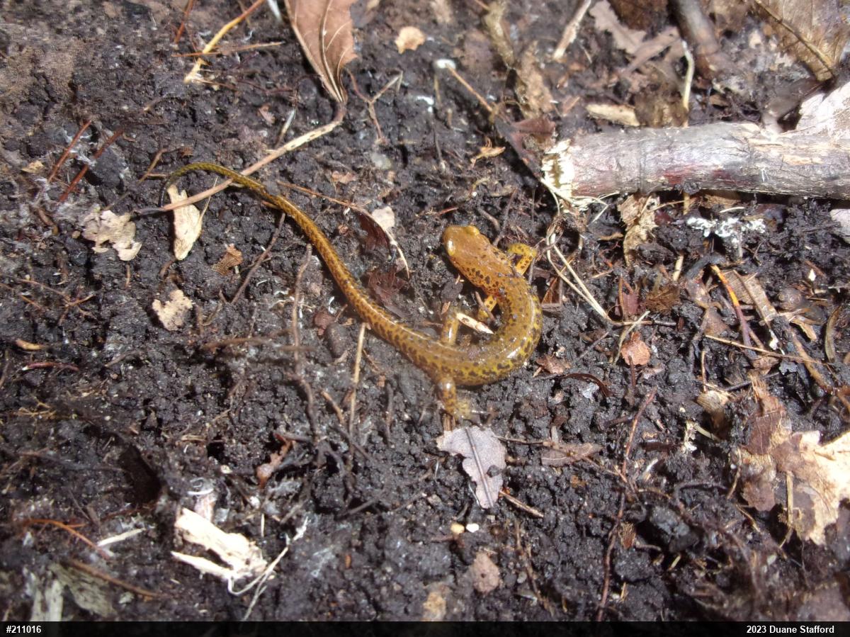 Eastern Long-tailed Salamander