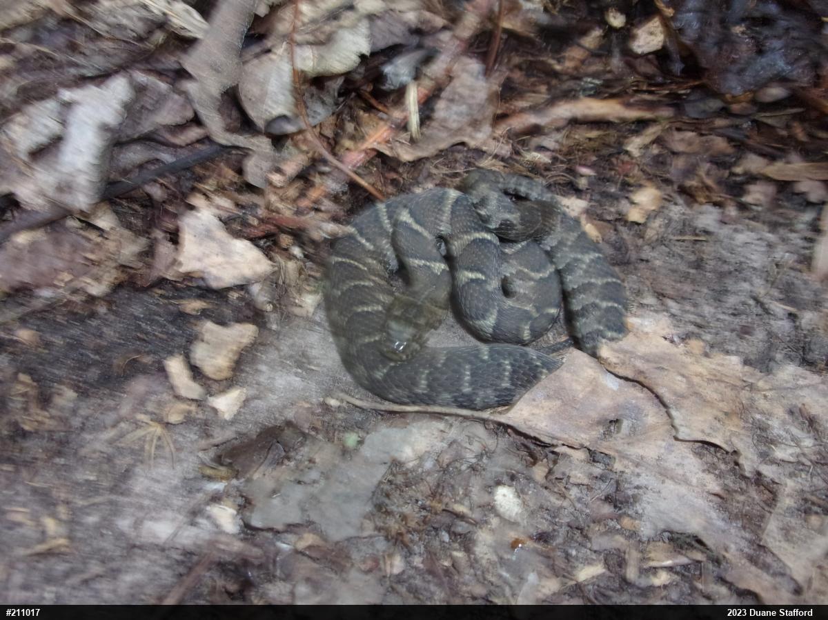 Northern Watersnake