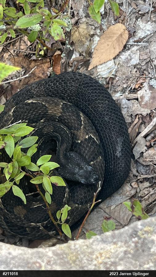Timber Rattlesnake