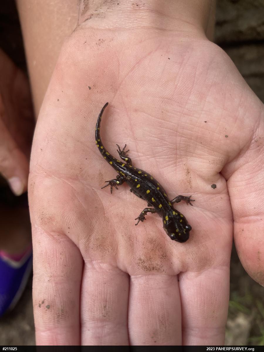 Spotted Salamander