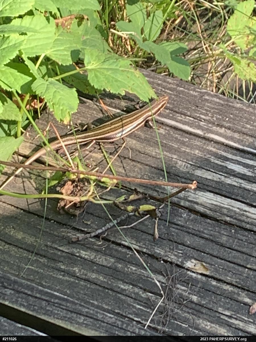 Common Five-lined Skink