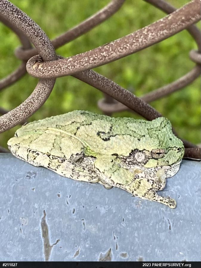 Unknown Gray Treefrog