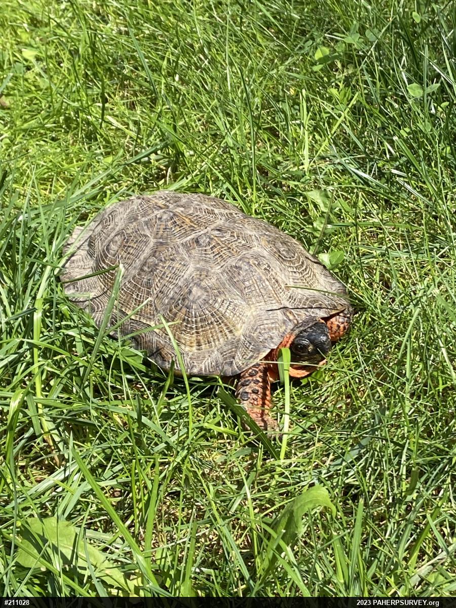 Wood Turtle