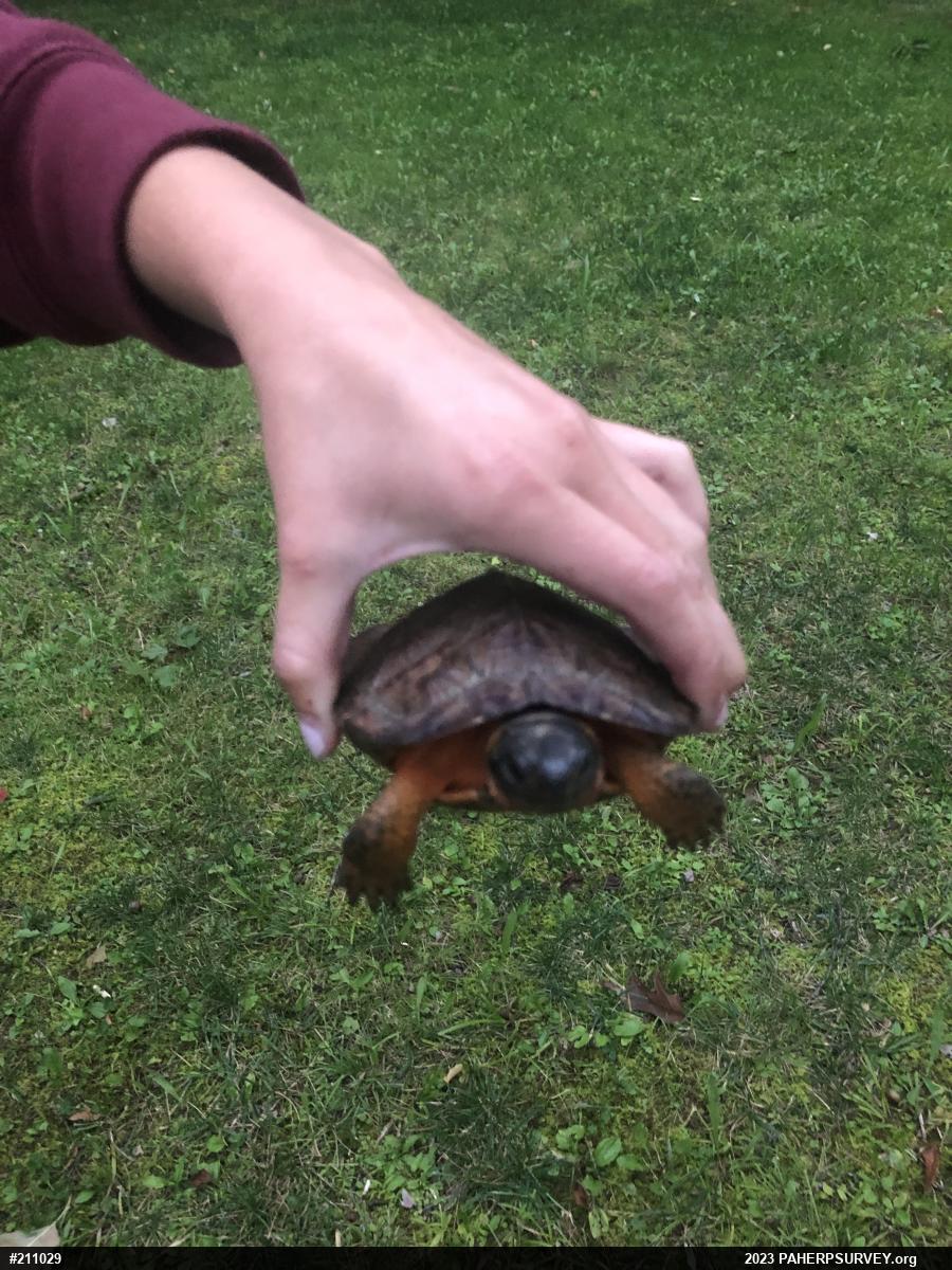 Wood Turtle
