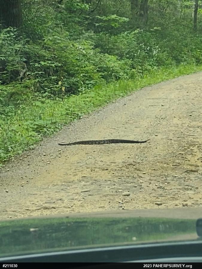 Timber Rattlesnake