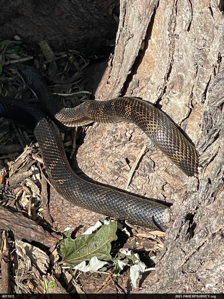 Eastern Ratsnake