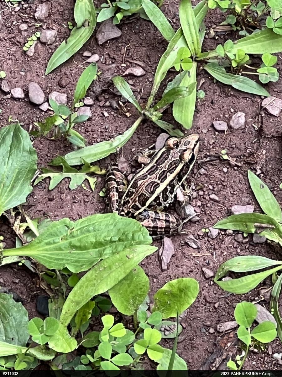 Pickerel Frog