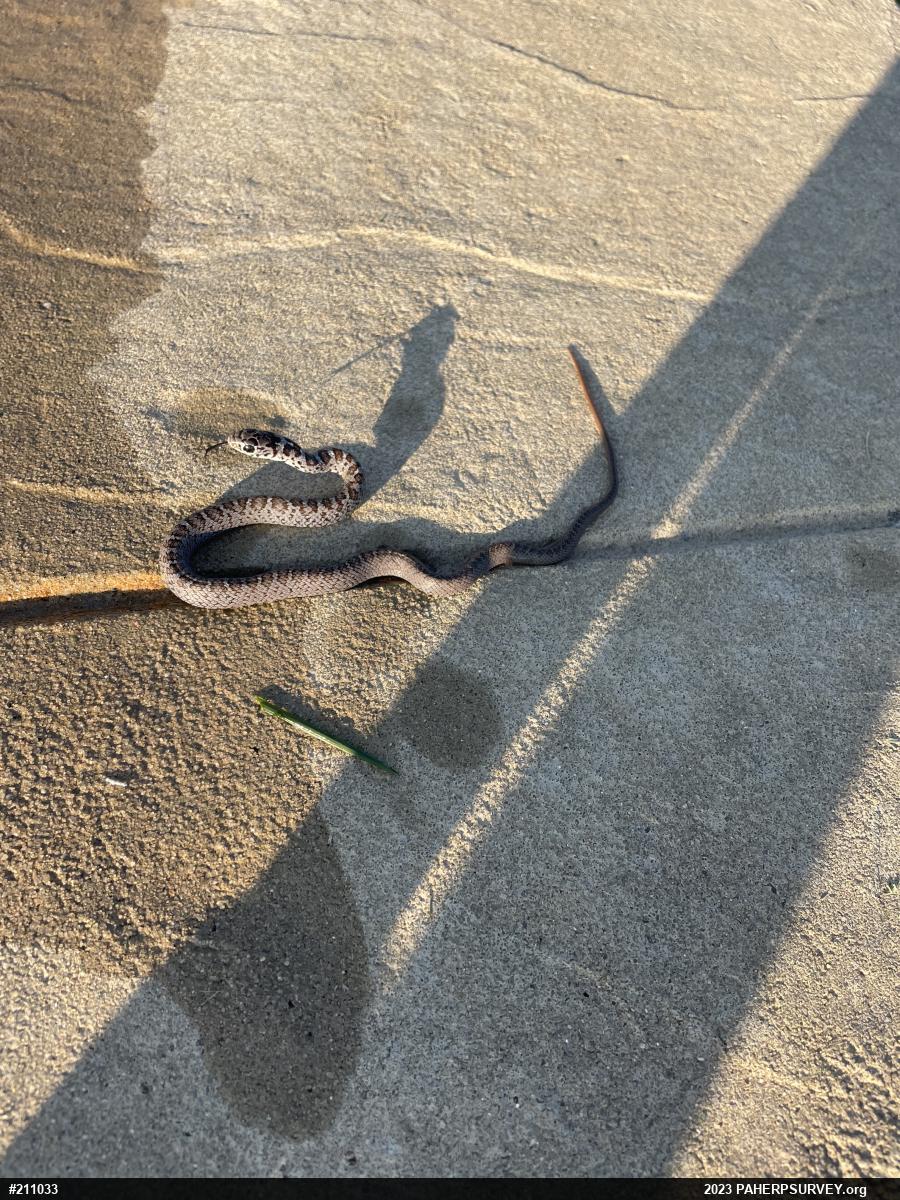 Northern Black Racer