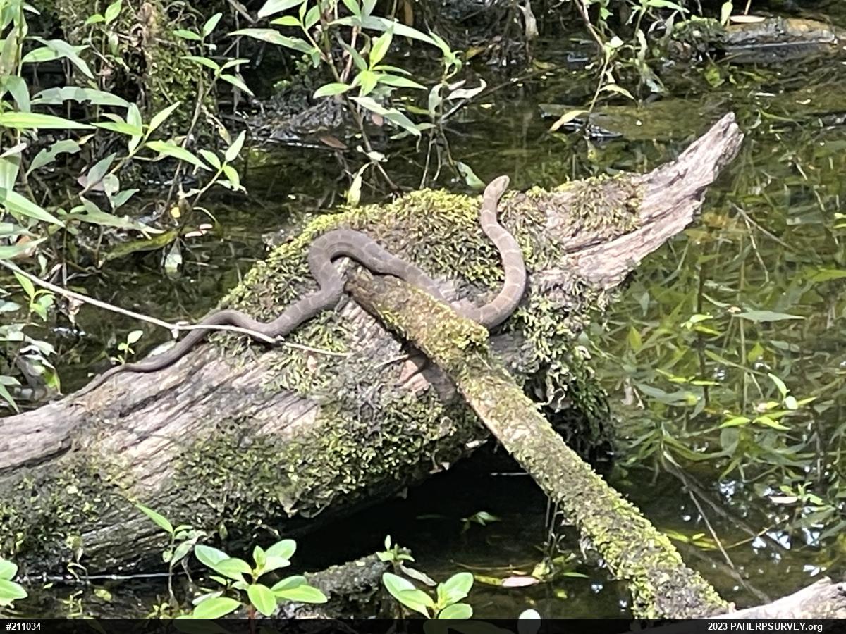 Northern Watersnake