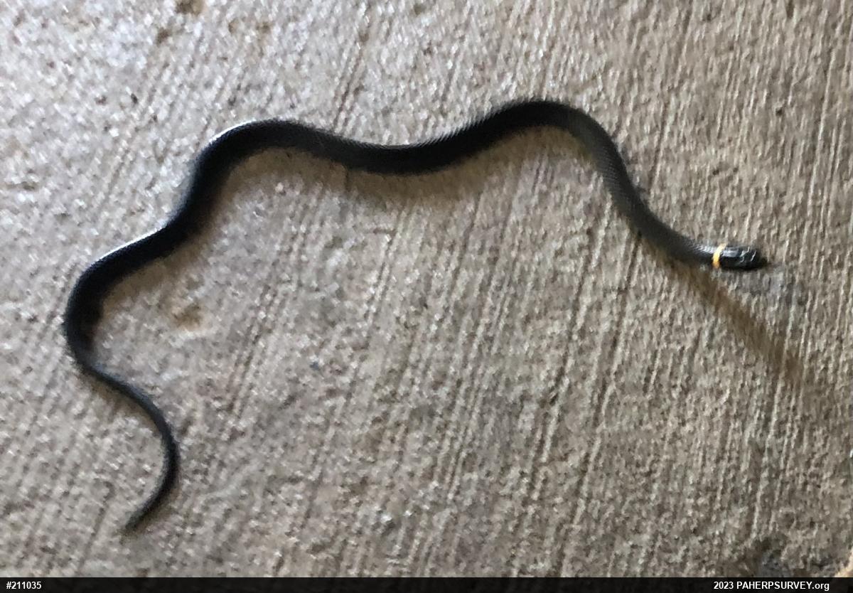 Northern Ring-necked Snake