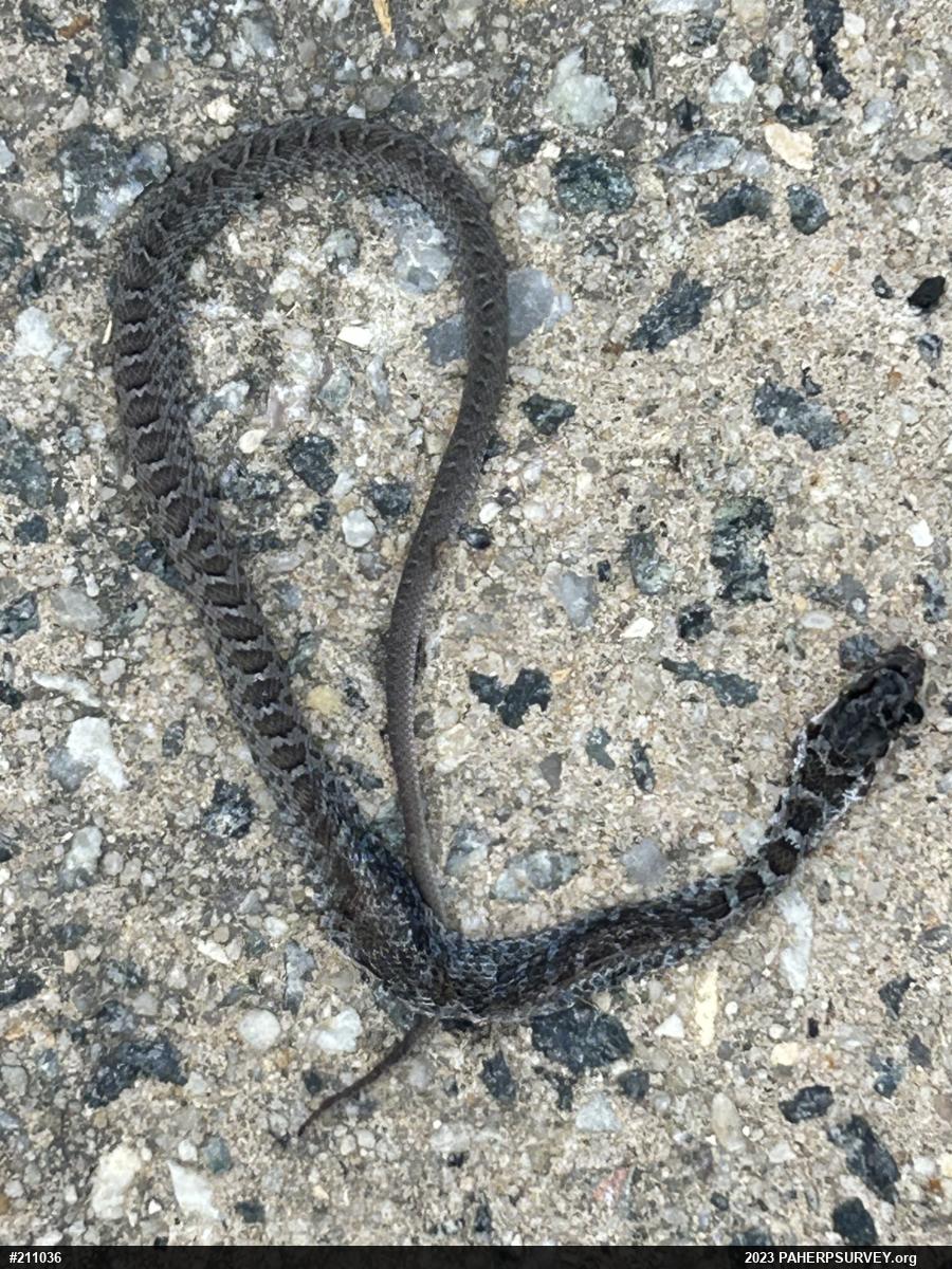 Northern Black Racer