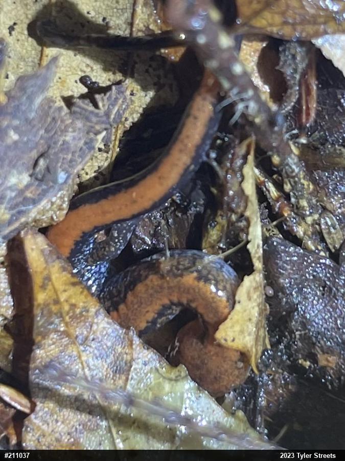 Eastern Red-backed  Salamander
