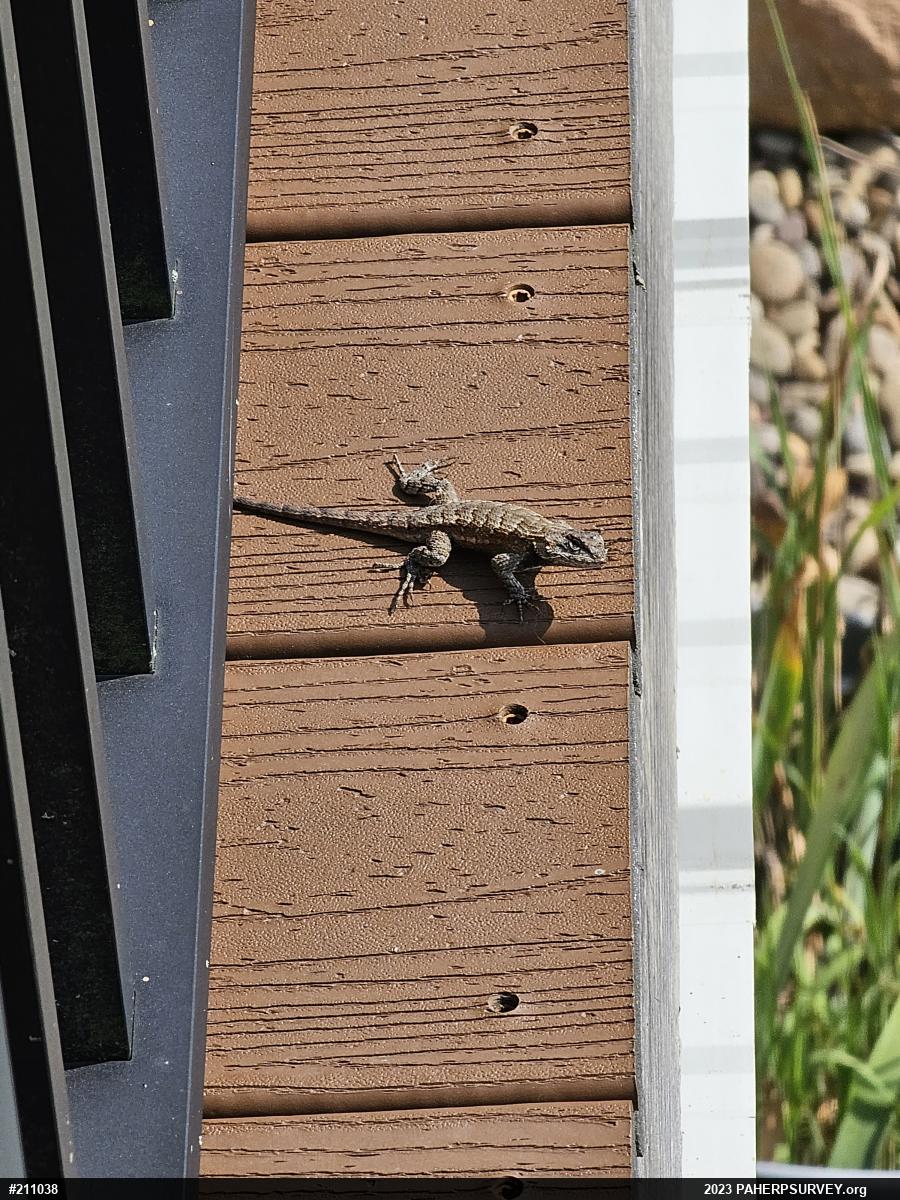 Eastern Fence Lizard