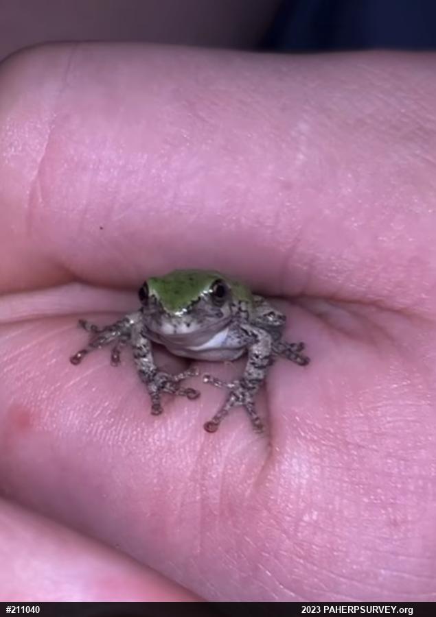 Unknown Gray Treefrog