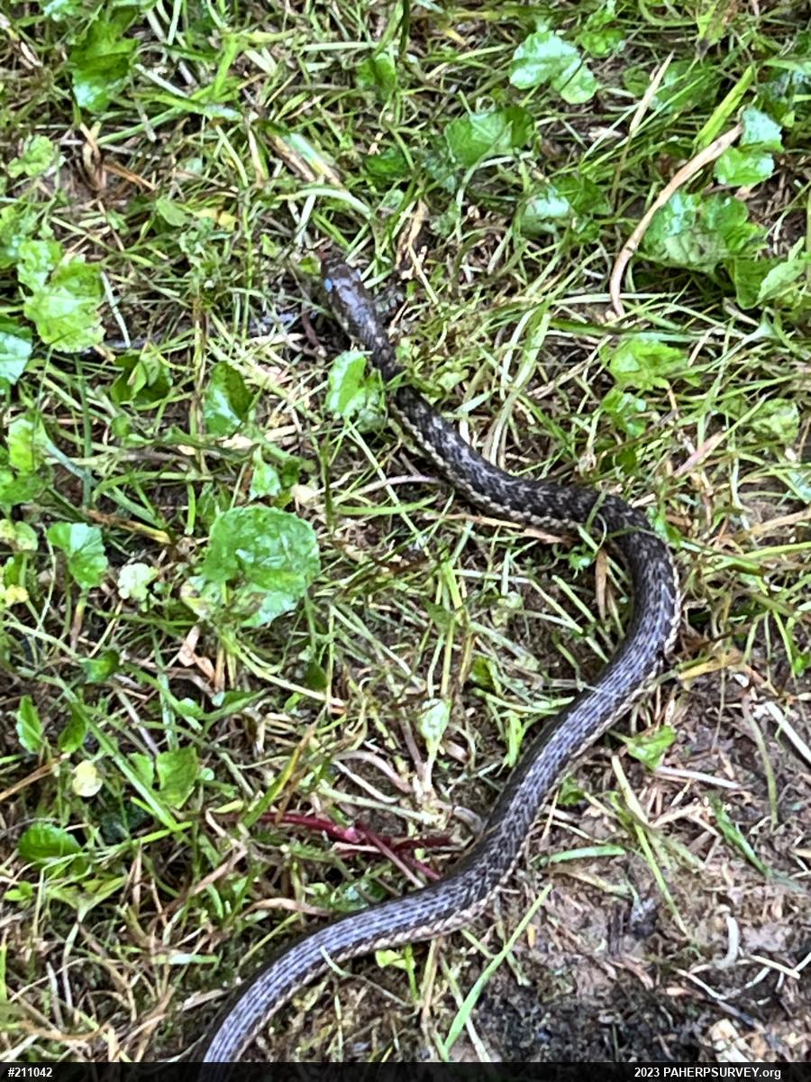 Eastern Gartersnake