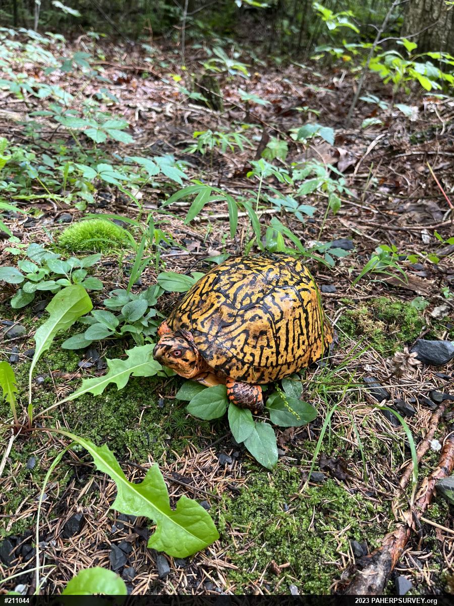 Eastern Box Turtle
