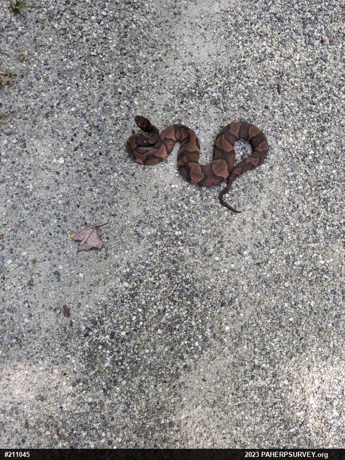 Northern Copperhead