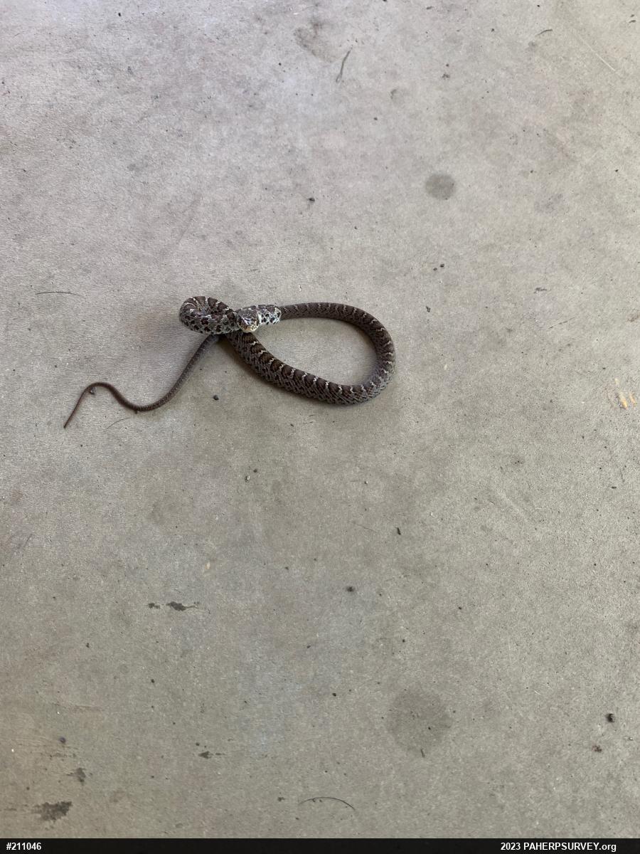 Northern Black Racer