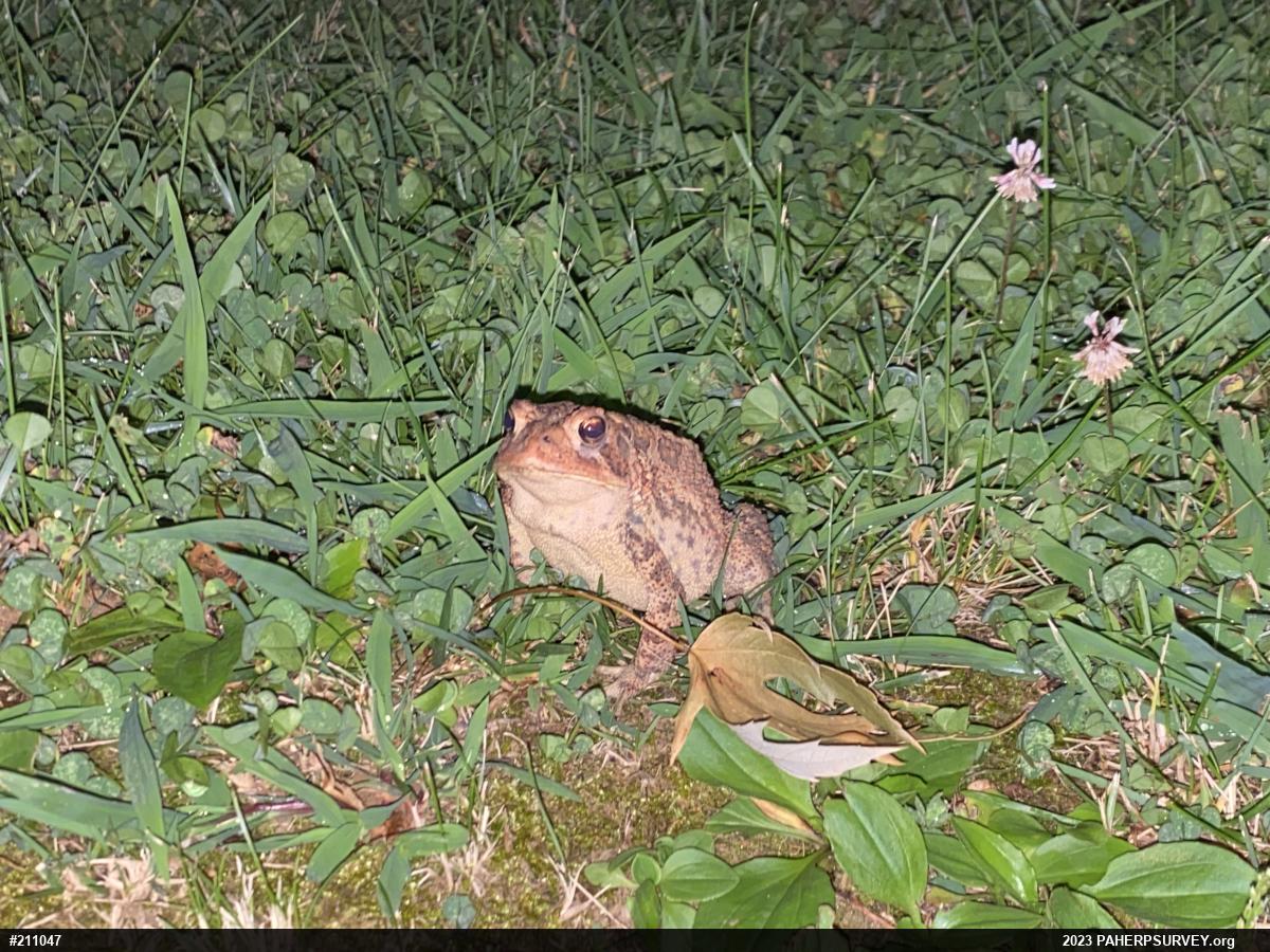 Eastern American Toad