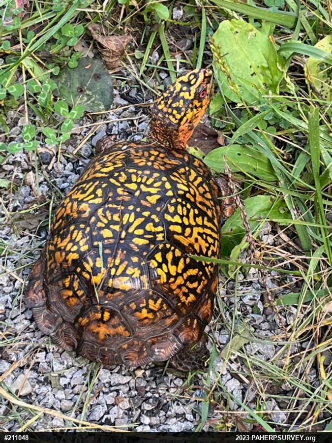 Eastern Box Turtle