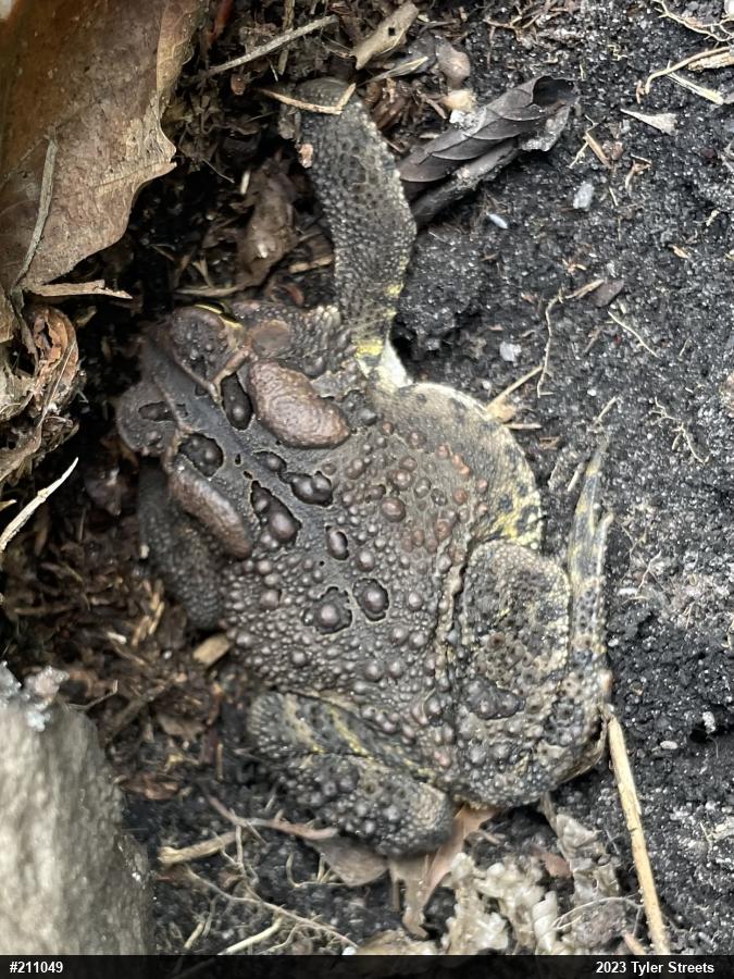 Eastern American Toad