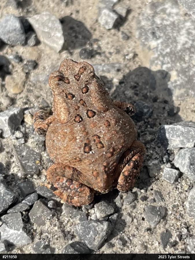 Eastern American Toad