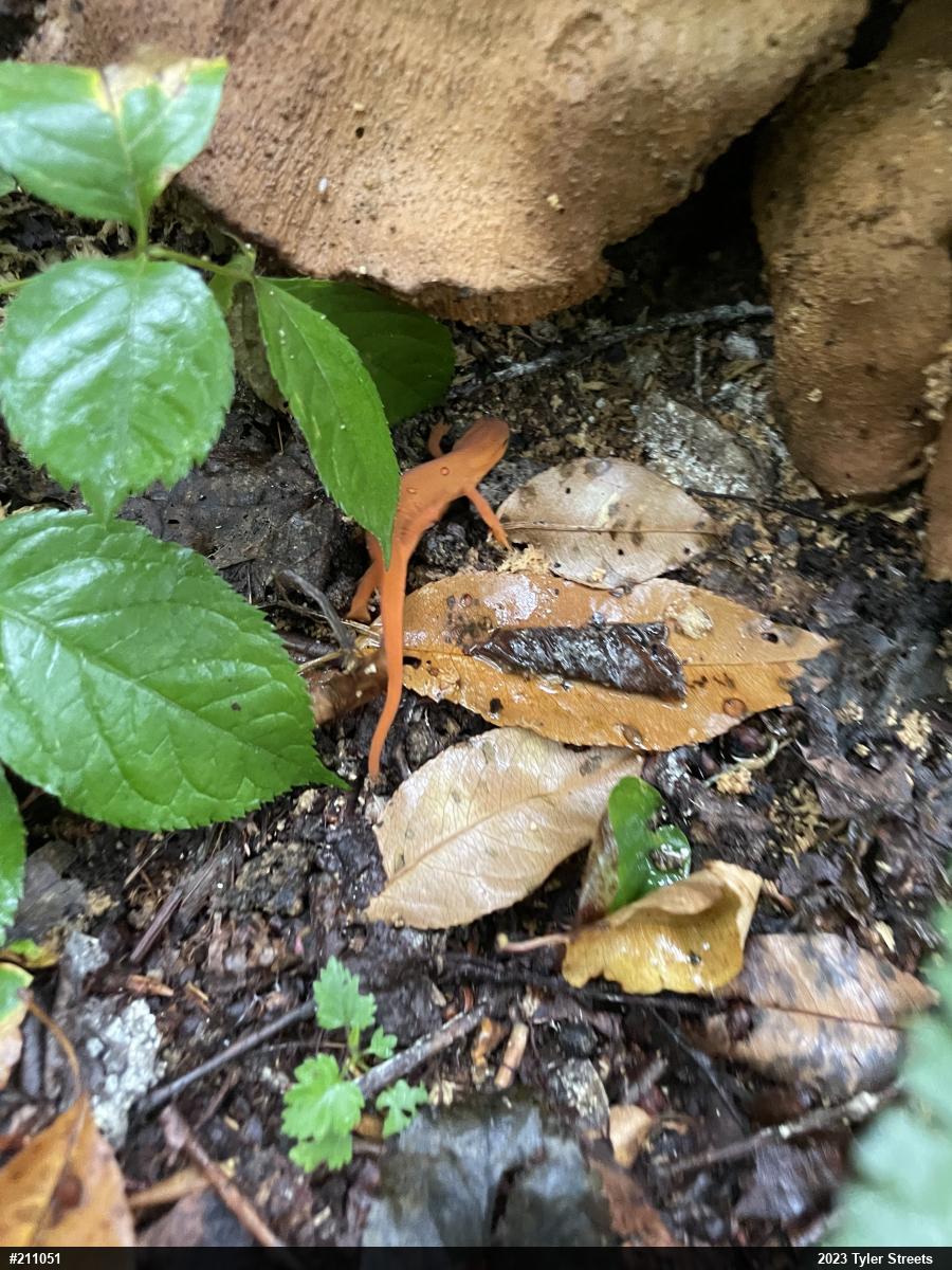 Red-spotted Newt