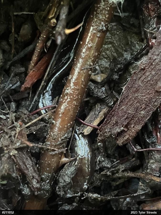 Allegheny Mountain Dusky Salamander