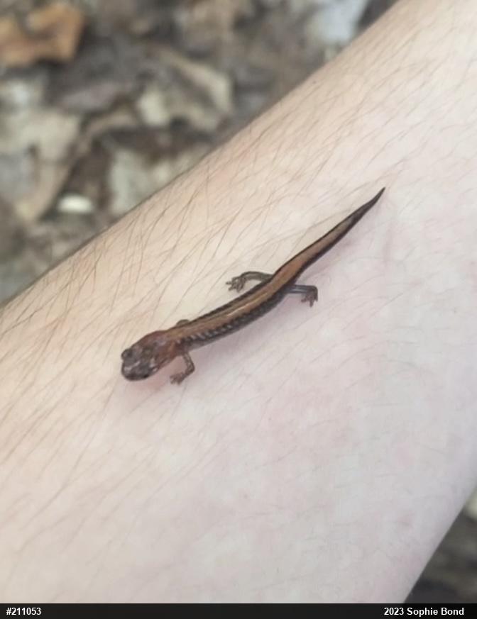 Eastern Red-backed  Salamander