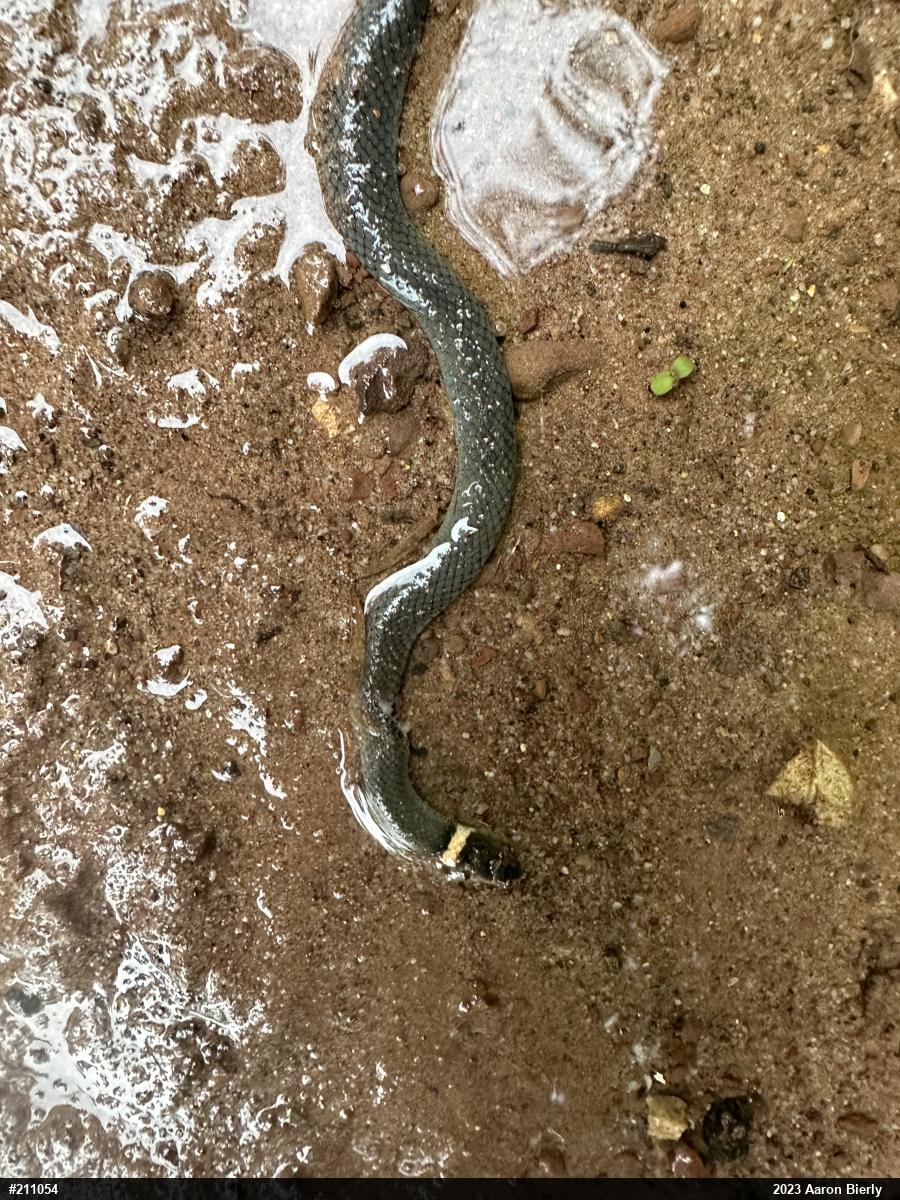 Northern Ring-necked Snake