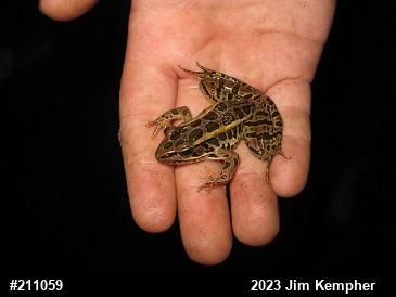 Pickerel Frog