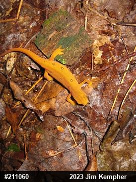 Red-spotted Newt