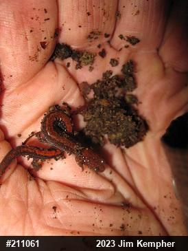 Eastern Red-backed  Salamander