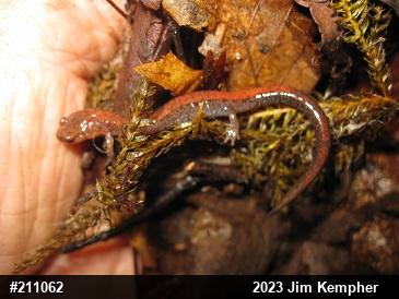 Eastern Red-backed  Salamander