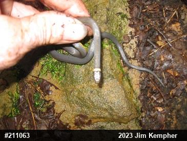 Northern Ring-necked Snake