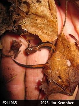 Eastern Red-backed  Salamander